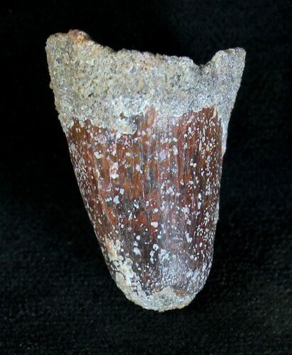 Cretaceous Fossil Crocodile Tooth - Morocco #20087